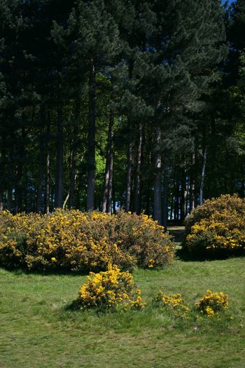 View of flowering trees in park