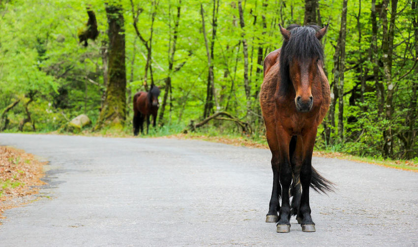 Horse standing on road amidst trees in forest