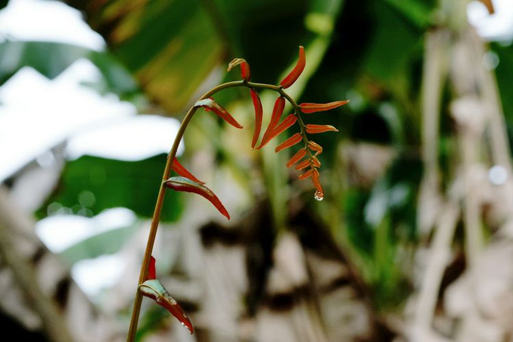 Close-up of red flowering plant