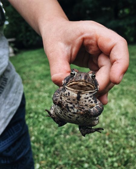 Cropped image of man holding frog