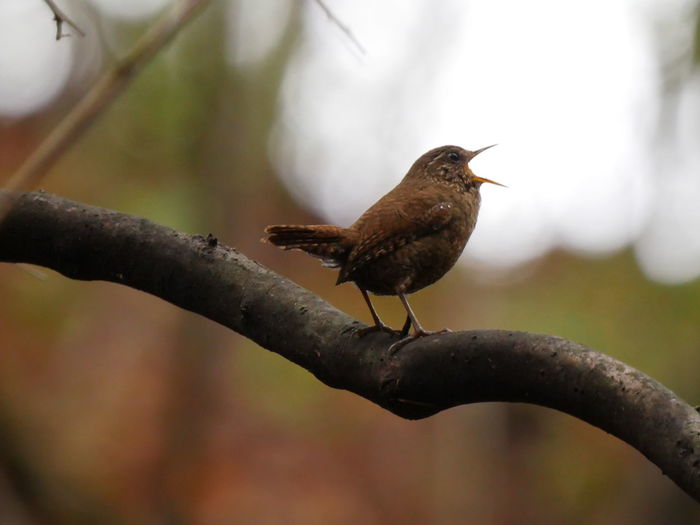 Close-up of bird perching on branch