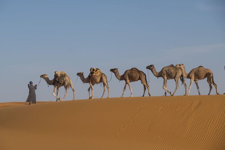 Camel caravan is crossing the sahara desert in soft afternoon light