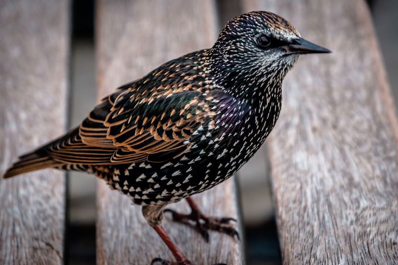 Close-up of starling on bench