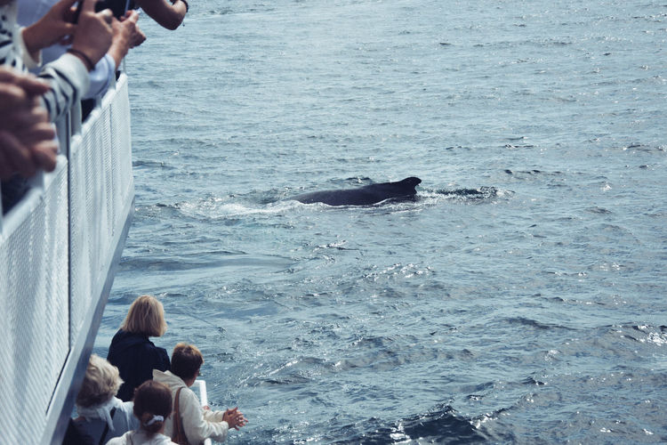 People whalewatching at sea