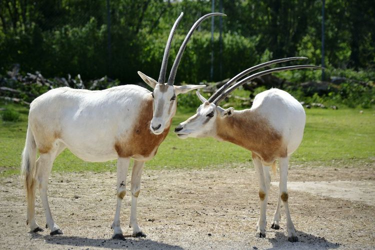 Arabian oryx standing on field during sunny day