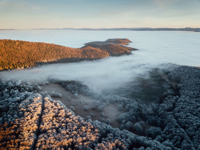 Frosty forest at sunrise with fog and sunlight beams. impressive nature landscape. aerial drone view