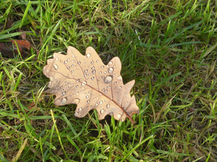High angle view of wet leaf on field