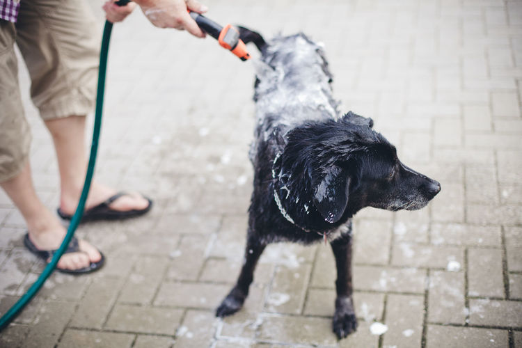 Low section of person washing dog on street