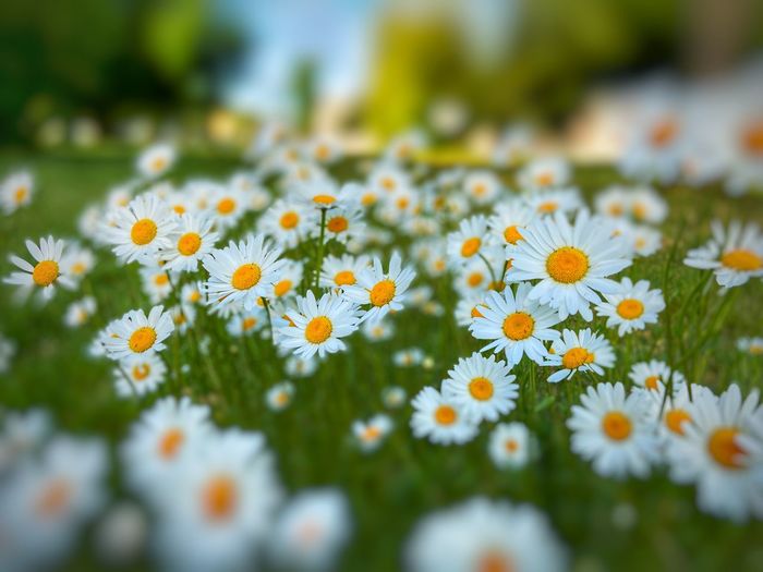 Close-up of daisy flowers on field