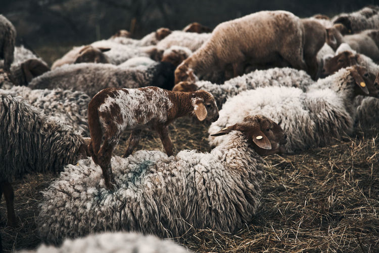 Sheep and lamb on grass