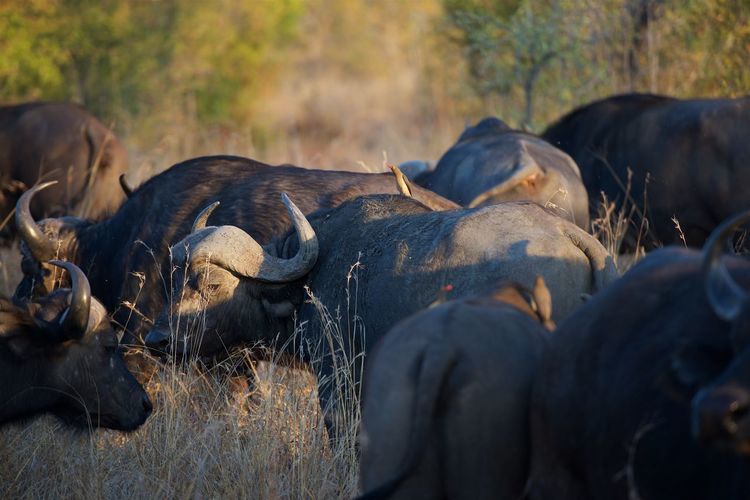 Wild cape buffalo in south africa