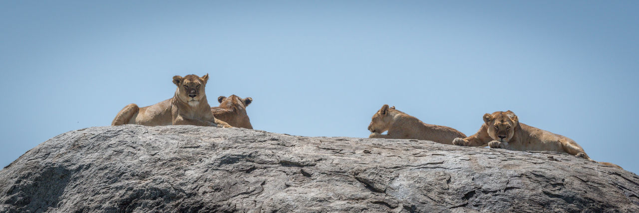 Panorama of four lions lying on rock