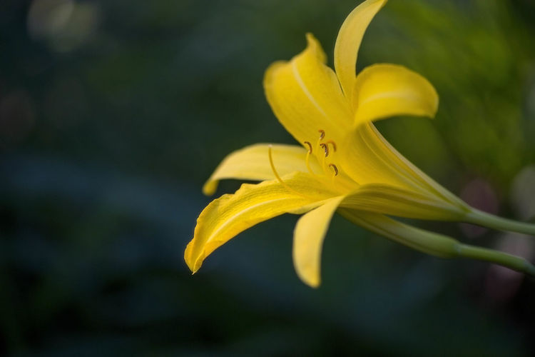 Close-up of yellow day lily plant