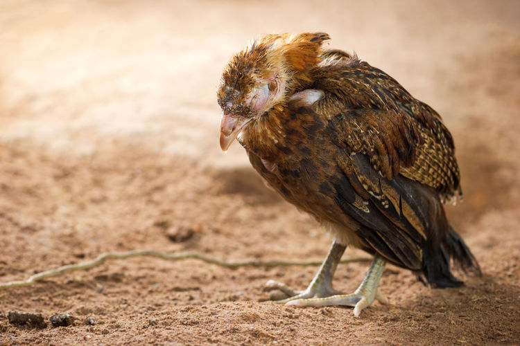 Close-up of young chicken on land