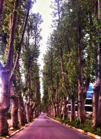Road amidst trees