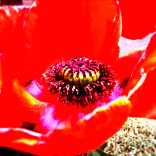 Close-up of fresh red flower