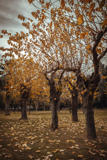 Trees in park during autumn