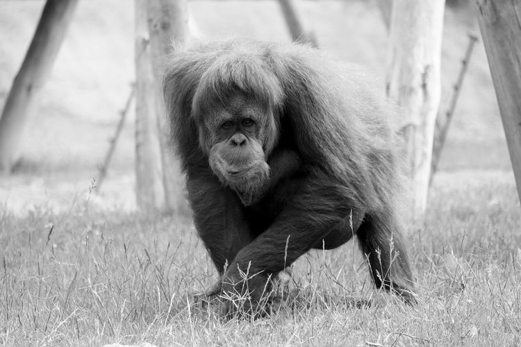 Orangutan on grass at zoo