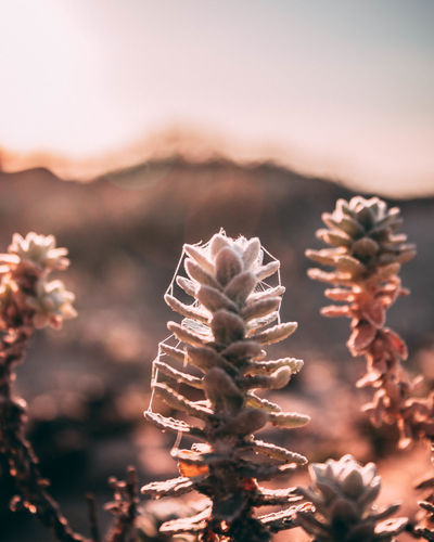 Close-up of pine cone against sky