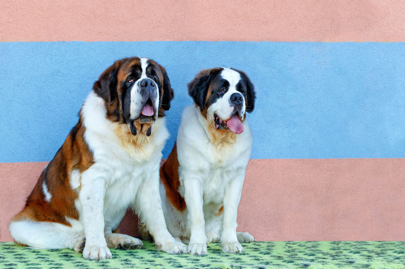 Portrait of a pair of large st. bernards sitting nearby.