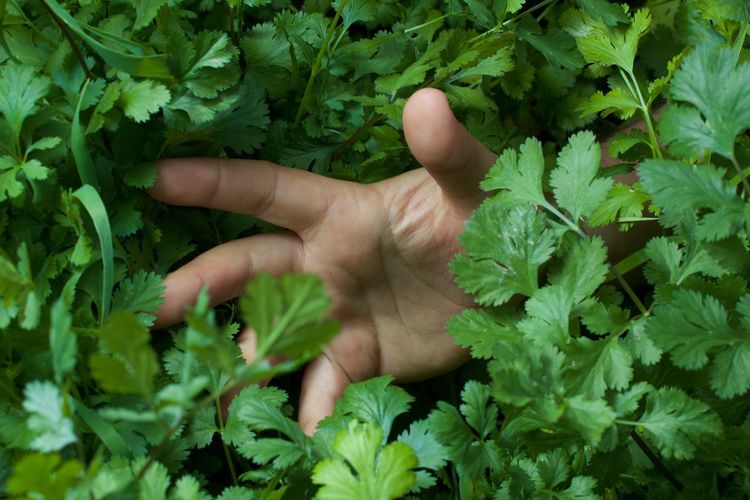 Close-up of hand surrounded by parsley