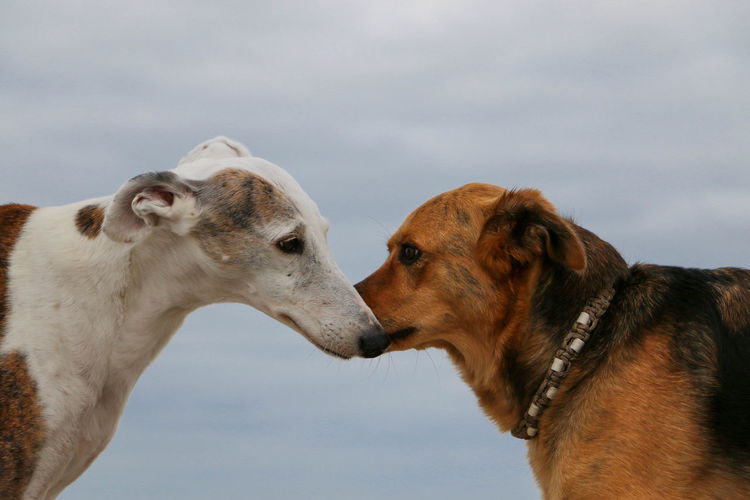 Low angle view of dogs against sky