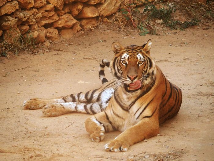 Tiger relaxing outdoors