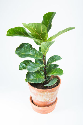 High angle view of potted plant against white background