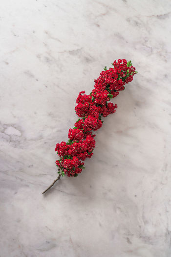 High angle view of red flowering plant on table