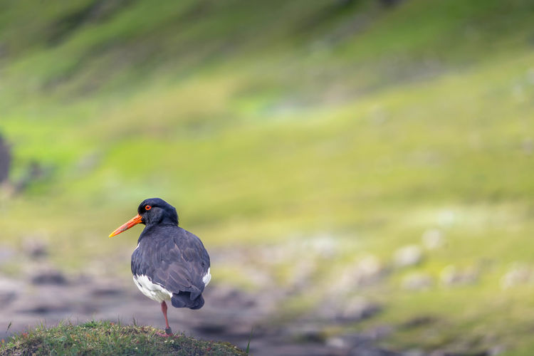 Close-up of oystercatcher perching on land