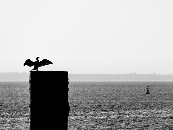 Silhouette birds on wooden post in sea against sky