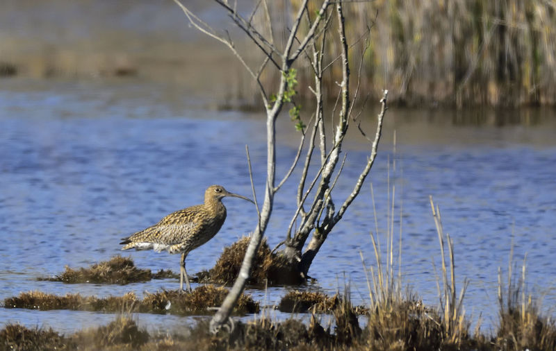 Bird in the wild