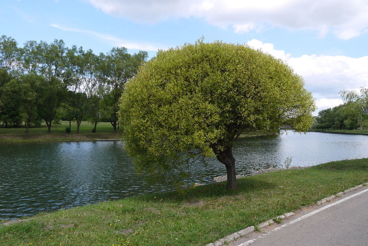 Trees growing in pond