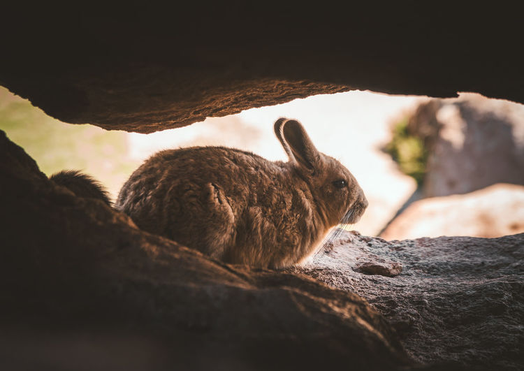 Rabbit on rock