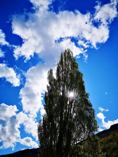 Low angle view of trees against blue sky on sunny day
