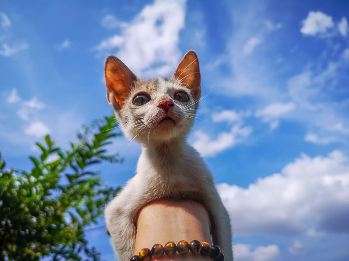 Low angle view of a cat looking away against sky