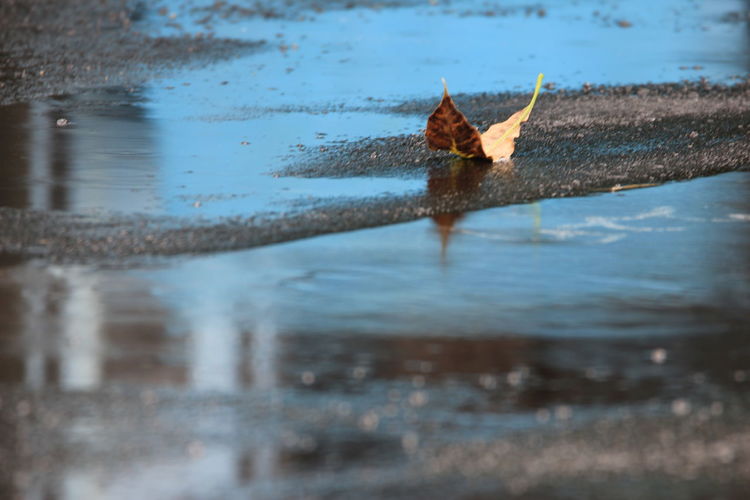 View of leaf floating on lake