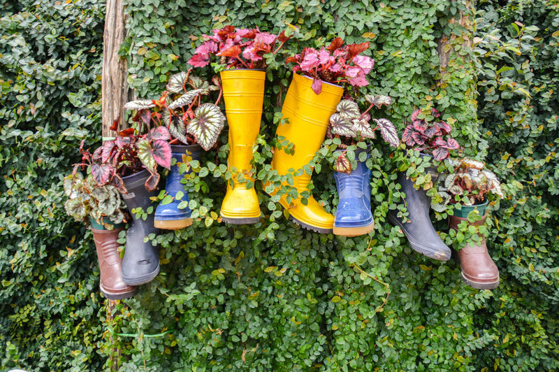 Old rain boots re-used and recycled as plant containers