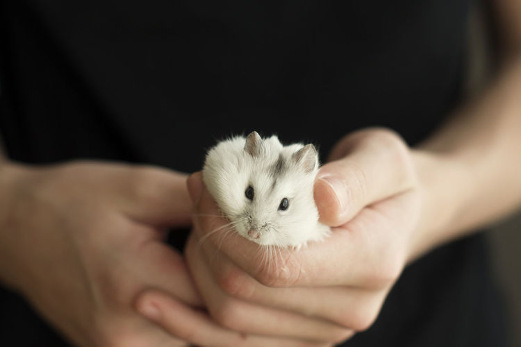Cropped hand of woman holding mouse