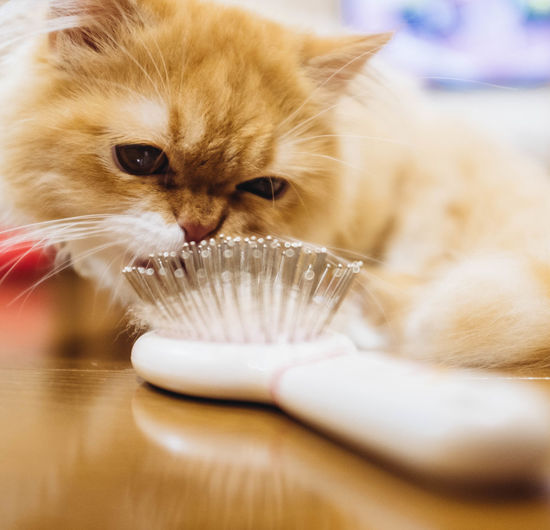 Close-up of cat by hairbrush on table