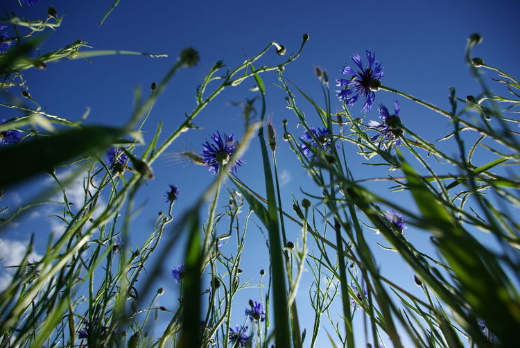 Low angle view of flowers growing on plant against blue sky