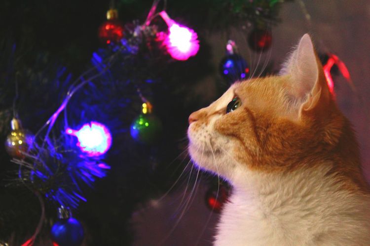 High angle view of cat on illuminated christmas tree