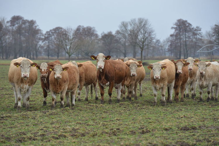 Herd of sheep in a field