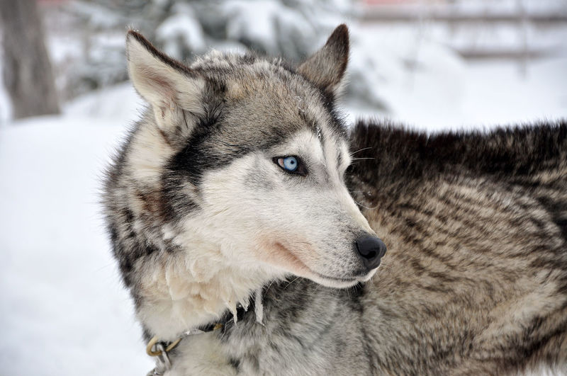 Close-up of wolfdog looking away