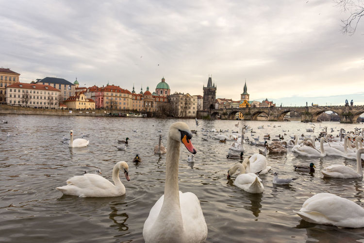 Swans swimming in river against sky