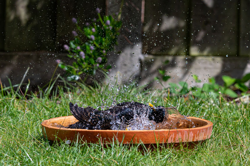 Two starlings having a splash in a bird bath