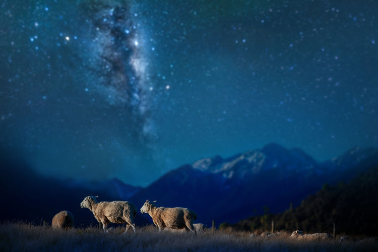 Sheep on the hill on milky way background in new zealand lacations