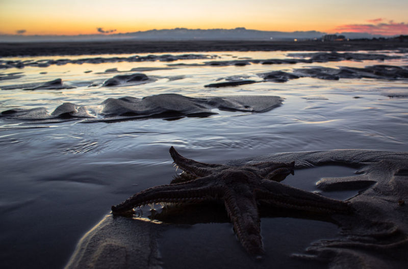 Starfish at beach against sky during sunset