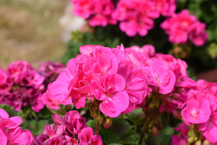 Close-up of pink flowering plants in garden