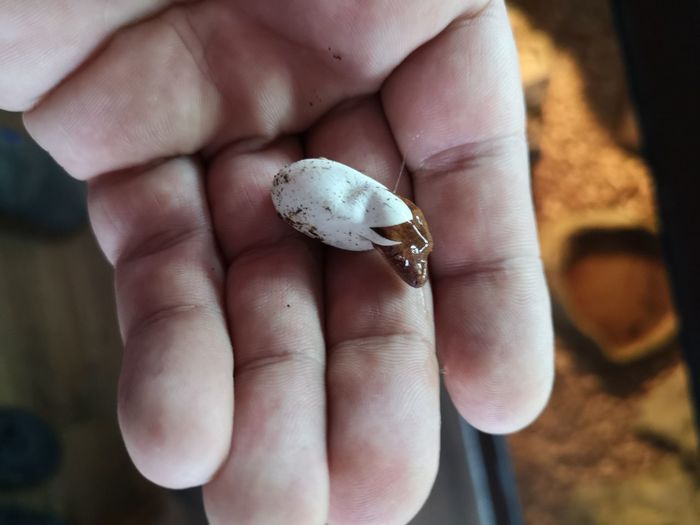 Newborn animal hatching from egg on human hand